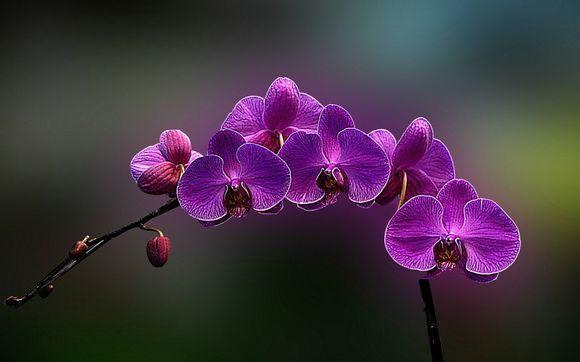 云虚拟机怎么用