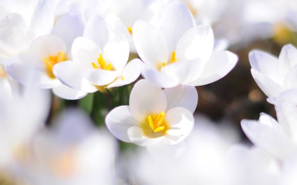 cwx是哪里的樱花型号